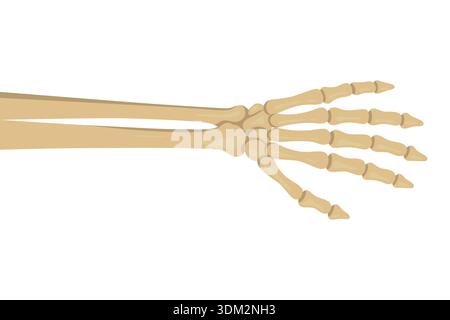 Skeleton Hand Reaching from Side, Vector Illustration. Spooky Halloween Bone Arm Illustration. Creepy Horror Gesture for Party Decoration and Poster Stock Vector