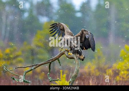 White-tailed eagle / Eurasian sea eagle (Haliaeetus albicilla) juvenile landing on branch in moorland during snow shower in late autumn / winter Stock Photo