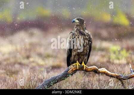 White-tailed eagle / Eurasian sea eagle (Haliaeetus albicilla) juvenile perched on branch in moorland during snow shower in late autumn / winter Stock Photo