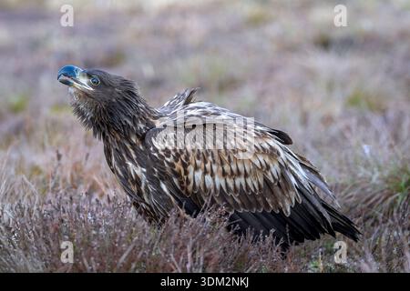 White-tailed eagle / Eurasian sea eagle / erne (Haliaeetus albicilla) juvenile calling in moorland / heathland Stock Photo