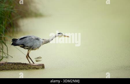 A grey heron (Ardea cinerea) stands motionless at the edge of a vibrant green duckweed-covered pond, its long neck poised to strike a fish, UK Stock Photo