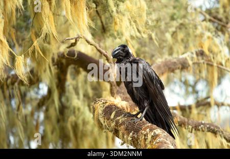 Thick-billed raven (Corvus crassirostris) with a massive, distinctive bill is perched on a lichen covered branch in the natural habitat of the Ethiopi Stock Photo