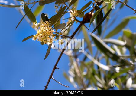 Olea europaea ou olive tree flowers on a nice sunny day in spring Stock Photo
