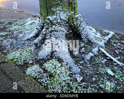 Snow covered tree roots along city sidewalk blending urban street and nature in a quiet winter morning scene Stock Photo
