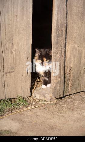 A small calico kitten peeking through a narrow gap in an old wooden door, symbolizing rural upbringing, first exploration, and early life in the count Stock Photo