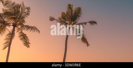 Intimate closeup of tropical palm trees ablaze against dramatic orange sunset sky, breathtaking golden silhouette, dreamy luminous fine art nature Stock Photo