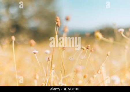 Sunlit dry grass meadow closeup warm tones artistic spring summer nature texture minimal background Stock Photo