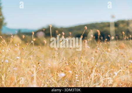 Dry spring summer grass meadow artistic nature closeup soft light minimal natural background copy space Stock Photo