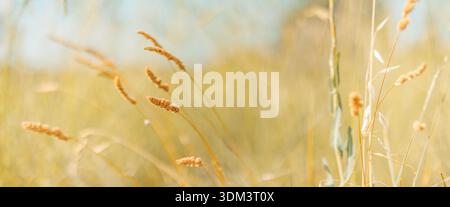 Tranquil serene dry meadow grass closeup during a peaceful spring or summer day featuring soft natural textures and golden sun light Stock Photo