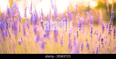 Gorgeous lavender flowers closeup sunset warm sunlight bokeh blur countryside nature landscape background Stock Photo