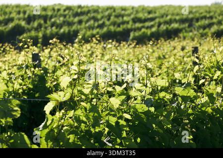 Lush summer vineyard landscape at the Wölffer Estate winery on the East End of Long Island. Stock Photo