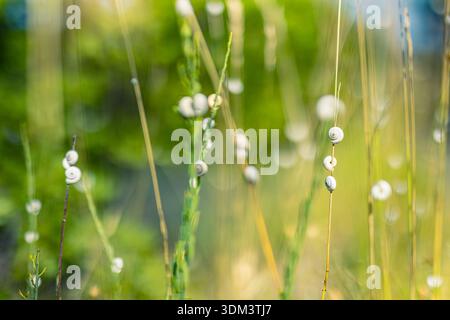 Minimal pattern of white seashells lined on green grass in spring summer countryside, natural outdoor background with organic texture Stock Photo