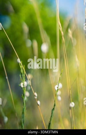 White seashells arranged in lines on green grass in spring summer countryside, natural outdoor still life pattern, minimal nature background Stock Photo