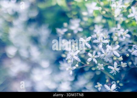 Vibrant spring white flowers closeup in abstract meadow idyllic natural garden scenery radiant blooming flora fresh summer floral background outdoors Stock Photo