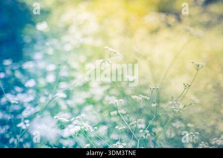 Idyllic spring white flowers blooming closeup in abstract meadow radiant nature background lush garden scenery fresh floral soft focus outdoors Stock Photo