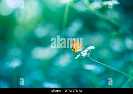 Orange butterfly resting in pastel green blue meadow, breathtaking summer wildlife nature closeup, dreamy soft bokeh floral background, stunning view Stock Photo