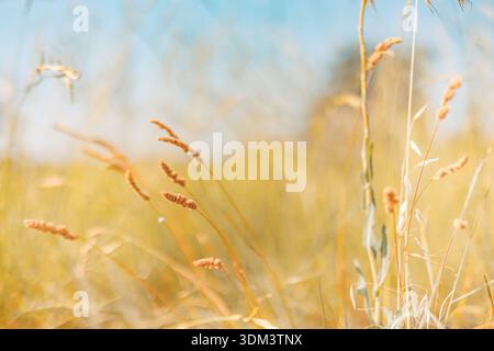 Artistic dry field meadow grass abstract nature blur background pastel colors bokeh light autumn botanical landscape soft focus dreamy wallpaper Stock Photo