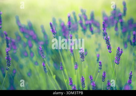Sunset closeup lavender flowers with blur foliage in agriculture nature meadow featuring idyllic soft sunwashed pastel colors and warm bokeh Stock Photo