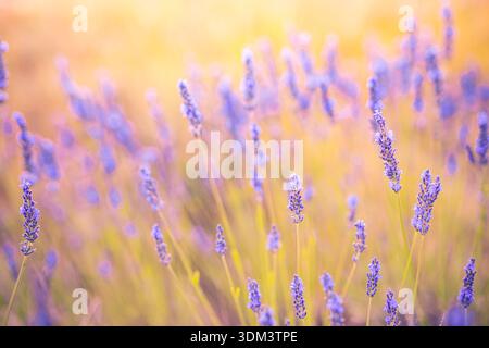 Golden sunset over a tranquil horizon with warm light reflecting on the landscape creating a serene idyllic nature background and scenery Stock Photo