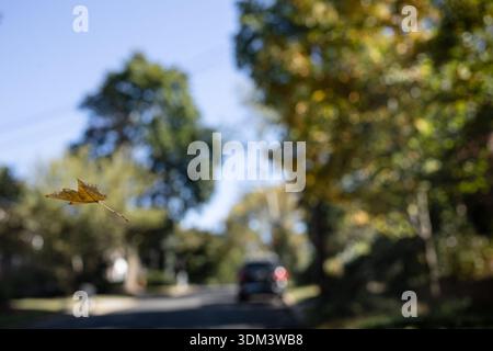A single golden-brown autumn leaf appears to float in midair against a soft, bokeh-blurred background of a tree-lined residential street in the fall. Stock Photo