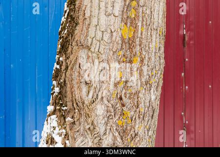 Tree trunk with rugged bark, yellow lichen, and a light dusting of snow stands against bold blue and red fences, creating a striking contrast between Stock Photo