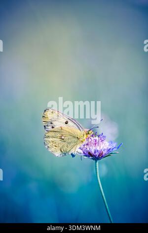 Gold yellow butterfly on blooming spring-summer meadow flowers, soft green foliage, blurred nature background, peaceful outdoors Stock Photo