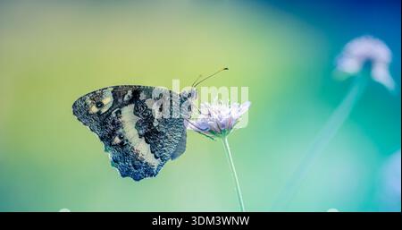 Black and yellow butterfly on blooming spring-summer meadow flowers, soft green foliage, blurred nature background, peaceful outdoors Stock Photo