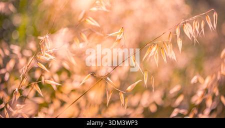 Dry meadow abstract nature scene, soft sunlight, blurred grass and wildflowers, peaceful outdoors landscape, summer serene background Stock Photo