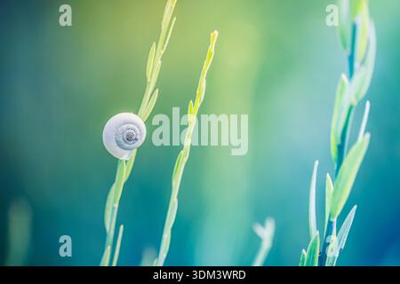 Spring grass meadow white snail shell on line soft sunrise pastel green blue tones nature closeup Stock Photo