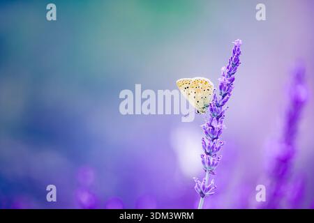 Gorgeous lavender flower close-up with butterfly, dreamy colorful blur, vibrant floral field nature background Stock Photo