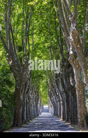 Green tree lined road in South France, Mediterranean countryside alley with lush foliage and scenic rural landscape Stock Photo