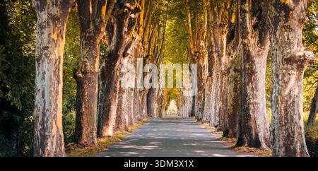 Panoramic Provence tree lined road at sunset, idyllic countryside landscape with golden light, peaceful rural travel destination France Stock Photo