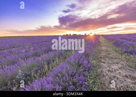 Provence France lavender landscape at sunset, radiant sun rays, dreamy scenic nature background Stock Photo