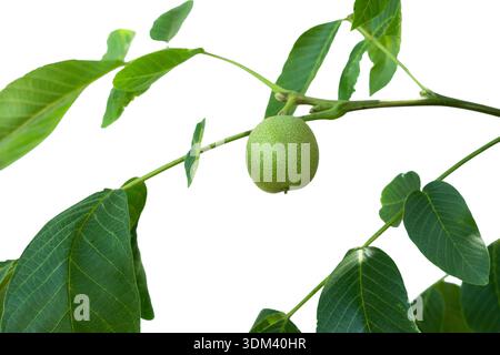 Raw unripe green walnuts hanging together on a leafy walnut tree branch, showing early fruit development in an organic natural environment. Stock Photo