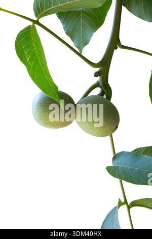 Raw unripe green walnuts hanging together on a leafy walnut tree branch, showing early fruit development in an organic natural environment. Stock Photo