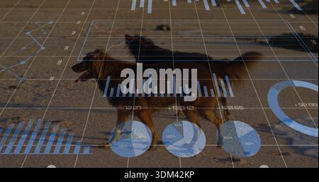 Walking two long-haired dogs moving left-to-right on sandy shore, showing grid and blue line charts Stock Photo