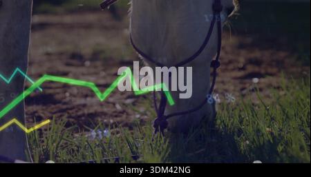 Grazing light-colored horse wearing dark halter and lead rope in pasture, displaying overlay charts Stock Photo