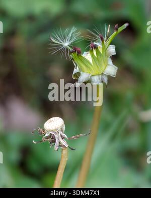 A close-up of a dandelion seed perched on a slender stem beside a withered flower, set against a blurred green background. A quiet moment. Stock Photo