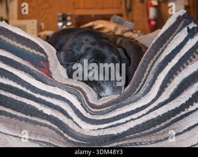 older black senior dog sleeping in a barn tack shop on top of a large pile of western saddle pads black labrador retriever with grey hairs on muzzle Stock Photo