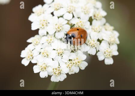 Seven-spot ladybird or Ladybug (Coccinella septempunctata) adult insect on a garden white flower in summer, England, United Kingdom Stock Photo