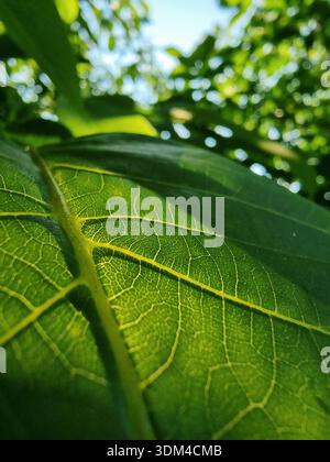 Close-up of sunlit green leaf veins. close-up of a vibrant walnut tree leaf. Out-of-focus garden and blue sky in the background - a theme of nature Stock Photo