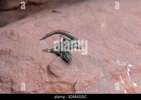Wall lizard (Podarcis muralis), sunbathing on the old castle rocks, Palatinate Forest, Germany Stock Photo