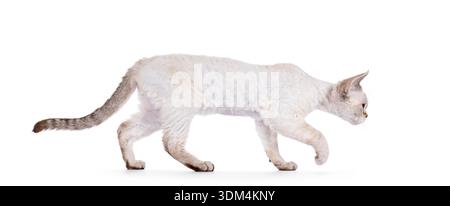Adorable Devon Rex cat kitten, walking side ways. Looking staight ahead away from camera showing profile. Isolated on a white background. Stock Photo