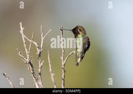 Rufus hummingbird perched on a tiny branch with thin beak turned to the left. Stock Photo