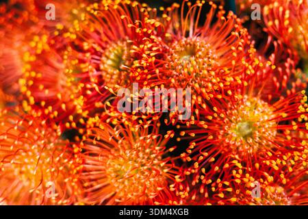 Giant Pincushion Flower (Leucospermum cordifolium) Stock Photo