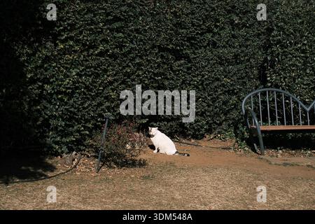 A White Cat Sitting Peacefully on a Sunlit Path in a Garden with Green Hedge Stock Photo