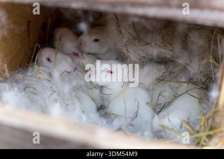 Newborn white rabbit kits resting together in warm nest made of hay and fur. Close-up of baby rabbits in natural breeding environment. Animal care, fa Stock Photo