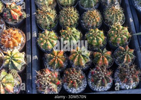Vibrant top view of colorful cactus collection in plant nursery. Many small, potted succulent plants display beautiful variety of green, yellow, and o Stock Photo
