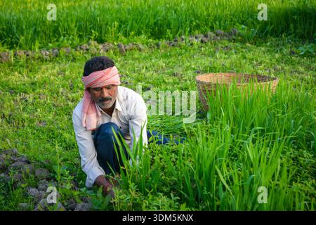 Indian Farmer Cutting Grass in Lush Green Field Stock Photo