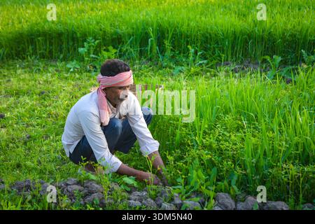 Indian Farmer Cutting Grass in Lush Green Field Stock Photo